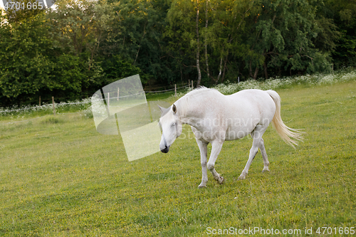 Image of white horse is grazing in a spring meadow