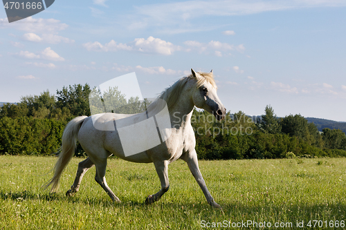 Image of white horse running in spring pasture meadow