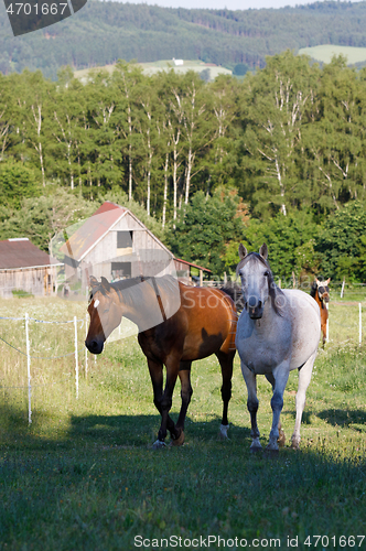 Image of beautiful herd of horses in farm