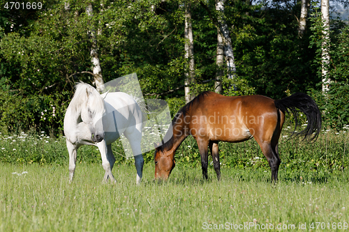 Image of beautiful herd of horses graze in spring meadow