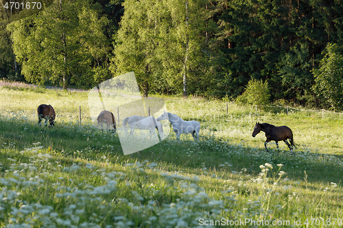 Image of beautiful herd of horses graze in spring meadow