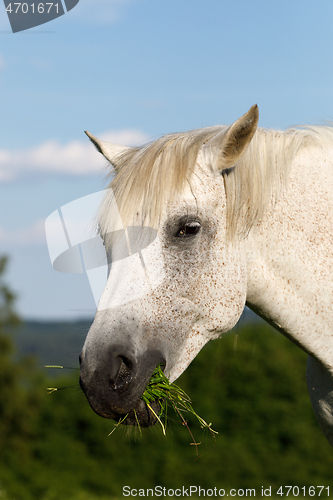 Image of white horse is grazing in a spring meadow