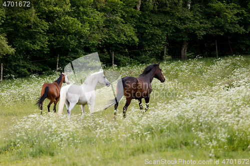 Image of horses running in spring pasture meadow