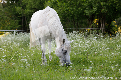Image of white horse is grazing in a spring meadow