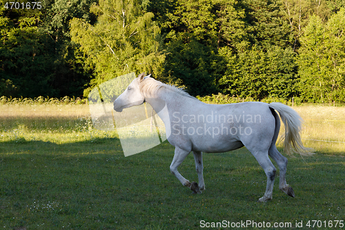 Image of white horse running in spring pasture meadow