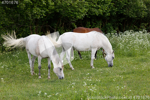 Image of two white horse is grazing in a spring meadow