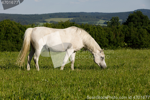 Image of white horse is grazing in a spring meadow