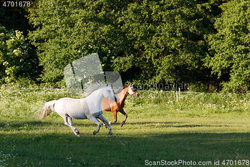 Image of horses running in spring pasture meadow