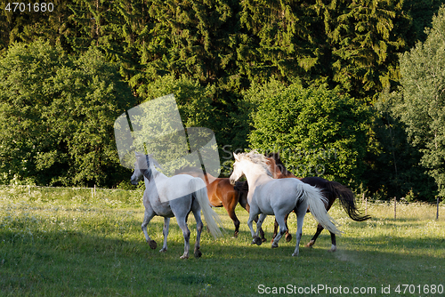 Image of horses running in spring pasture meadow