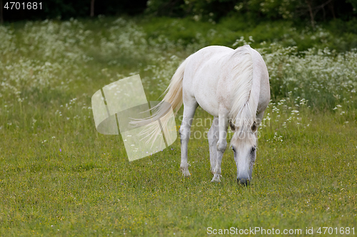 Image of white horse is grazing in a spring meadow