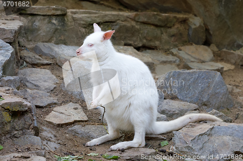 Image of grazing white albino kangaroo Red necked Wallaby