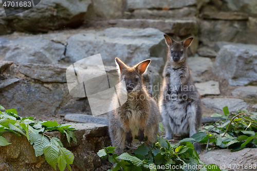 Image of Red-necked Wallaby kangaroo baby graze