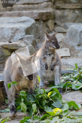 Image of Red-necked Wallaby kangaroo baby graze