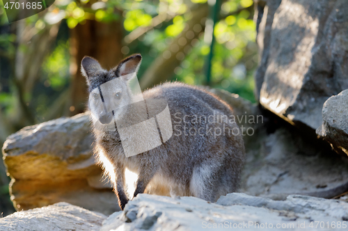 Image of Red-necked Wallaby kangaroo baby