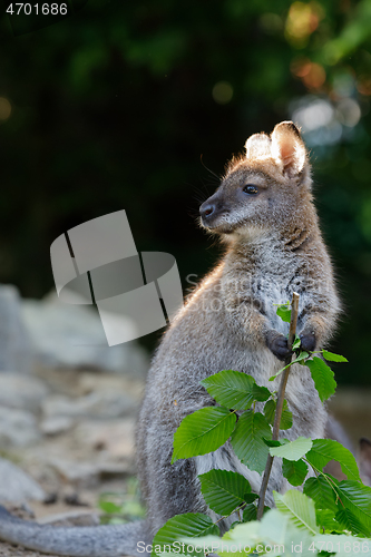 Image of Red-necked Wallaby kangaroo baby graze