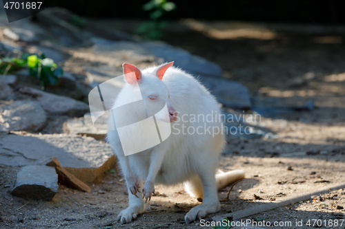 Image of grazing white albino kangaroo Red necked Wallaby