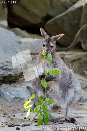 Image of Red-necked Wallaby kangaroo baby graze