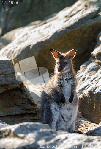 Image of Red-necked Wallaby kangaroo baby