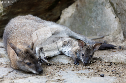 Image of female of kangaroo with small baby in bag