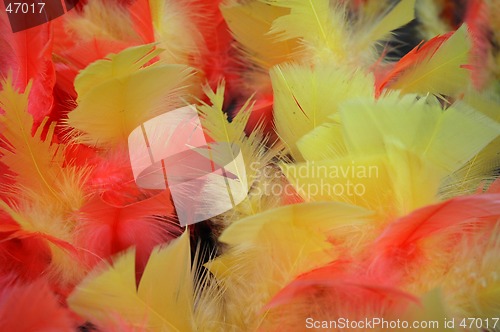 Image of Feathers