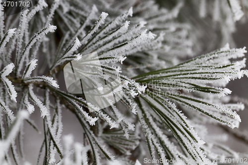 Image of Frost on needles of pine