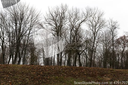 Image of Bare trees in autumn park