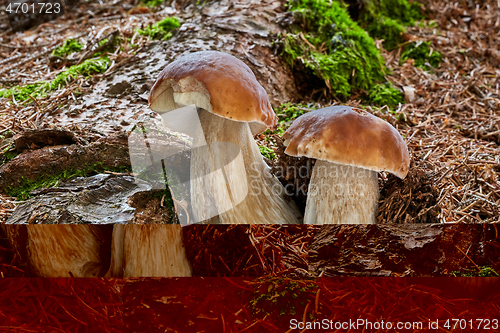 Image of Boletus edulis. Fungus in the natural environment.