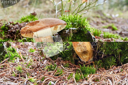 Image of Imleria badia. Fungus in the natural environment.