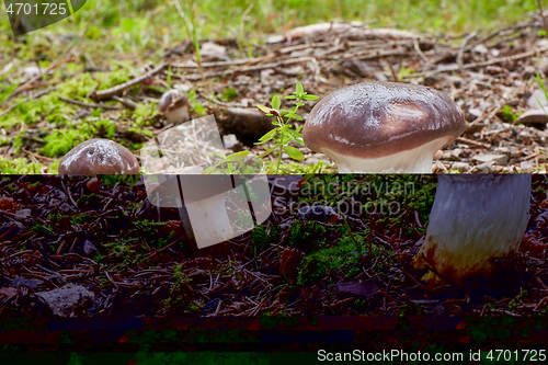 Image of Gomphidius glutinosus in the natural environment.