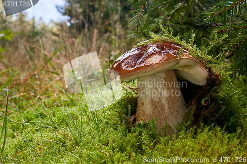 Image of Boletus edulis. Fungus in the natural environment.