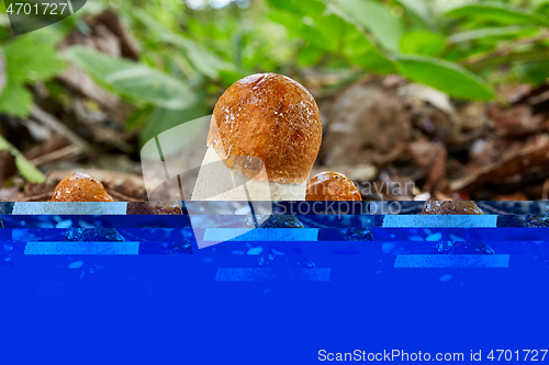 Image of Leccinum aurantiacum in the natural environment.