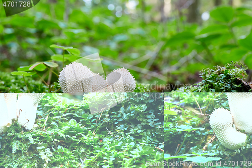 Image of Lycoperdon perlatum in the natural environment.