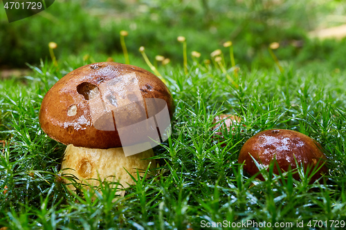 Image of Imleria badia. Fungus in the natural environment.