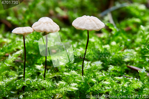 Image of Marasmius rotula in the natural environment.