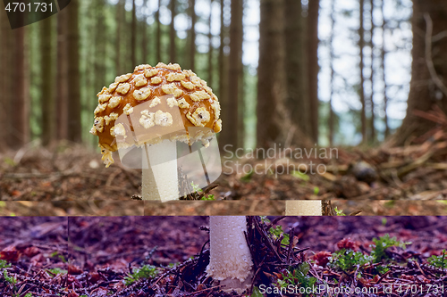 Image of Amanita muscaria in the natural environment.