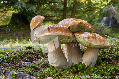 Image of Boletus edulis. Fungus in the natural environment.