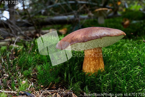 Image of Imleria badia. Fungus in the natural environment.