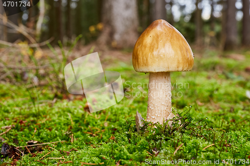 Image of Amanita umbrinolutea in the natural environment.