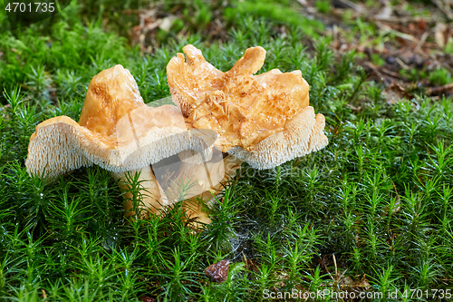 Image of Hydnum repandum. Fungus in the natural environment