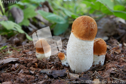 Image of Leccinum aurantiacum in the natural environment.