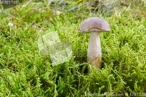 Image of Fungus Leccinum cyaneobasileucum