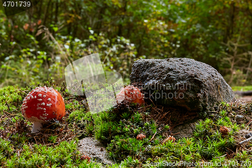 Image of Amanita muscaria in the natural environment.