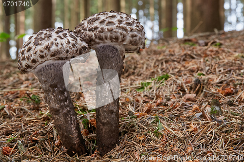 Image of Strobilomyces floccopus in the natural environment