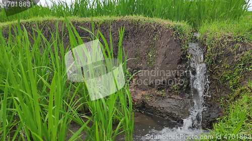 Image of Jatiluwih rice terrace day in Ubud, Bali