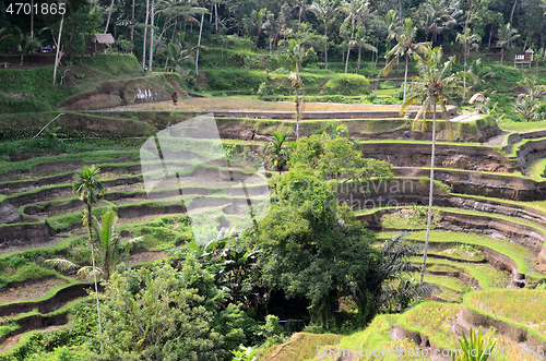 Image of Tegalalang rice terraces in Ubud, Bali