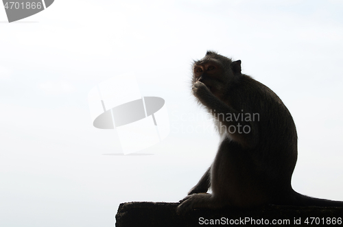 Image of Monkey sitting on rock in backlight