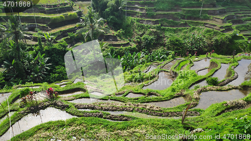 Image of Tegalalang rice terraces in Ubud, Bali