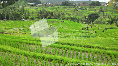 Image of Jatiluwih rice terrace with sunny day in Ubud, Bali