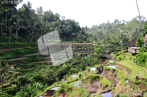 Image of Tegalalang rice terraces in Ubud, Bali