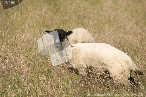 Image of Sheep